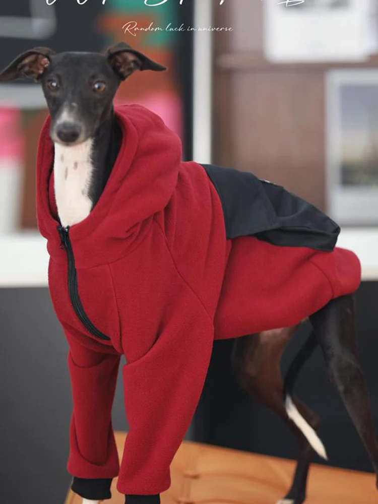 Ropa de galgo italiano Whippet con capucha a la moda con cremallera, sudadera cálida para perro, abrigo Iggy italiano, ropa de Whippet en invierno - imagen 5