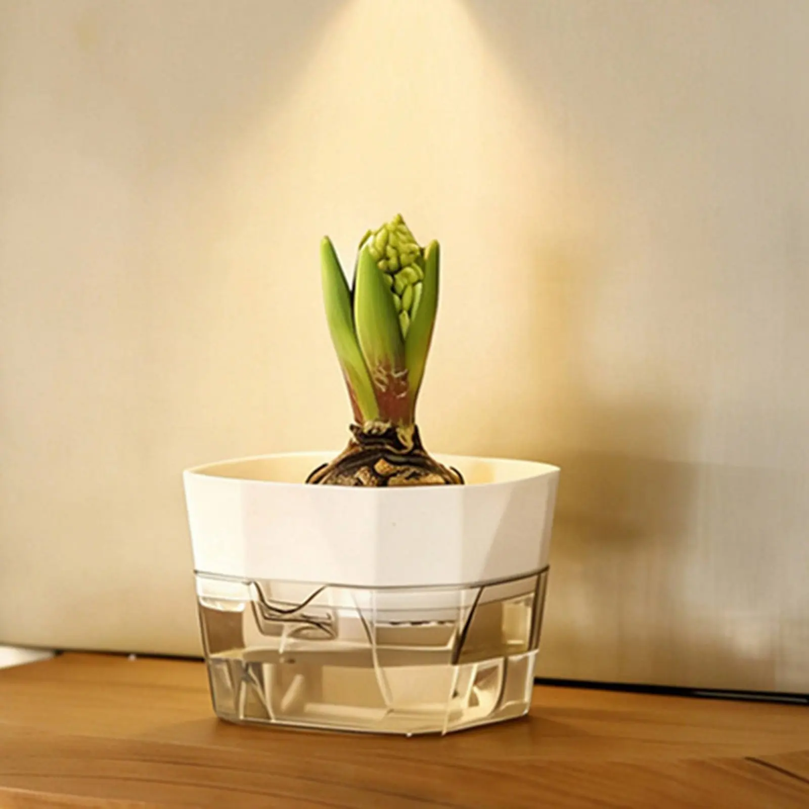 Maceta hidropónica 2 niveles base transparente cultivo bulbos gatos - imagen 4