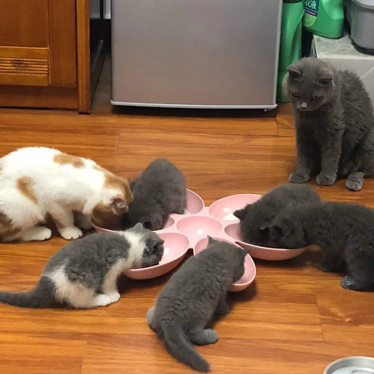 Cuenco para mascotas en forma de flor con 6 cuencos conectados para perros pequeños y gatos, plato de agua, cuencos de alimentación para cachorros, comedero lento para comer - imagen 5