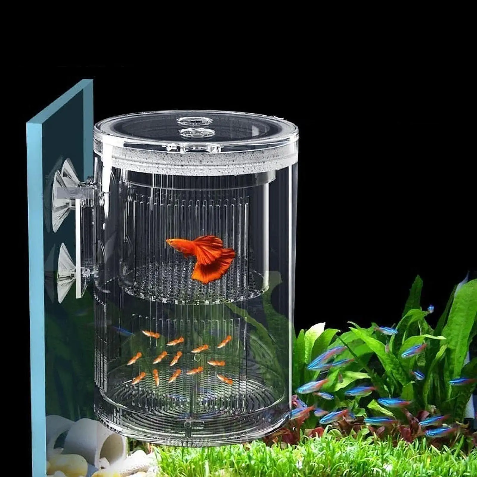 Caja de cría de peces, incubadora de pecera transparente para peces de bebé Betta Guppy - imagen 3