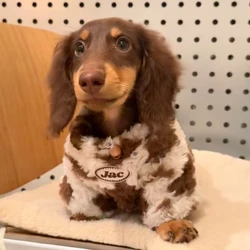Sudadera para perro salchicha – Abrigo otoño invierno