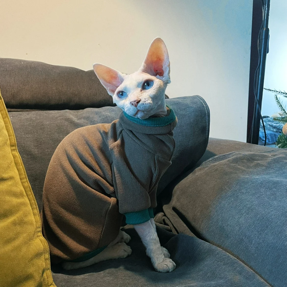 Sphynx Cat Camiseta de algodón para gatitos Perros pequeños Café Manga larga Abrigo de cuello alto para Devon Rex Mono de ocio en otoño - imagen 4