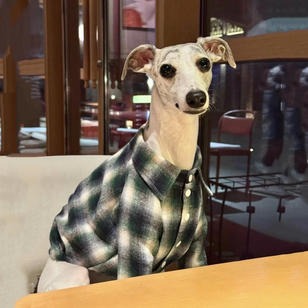 Elegante camisa de cuadros clásica con solapa para whippet en primavera abrigo de algodón suave estilo british college para galgo italiano en otoño
