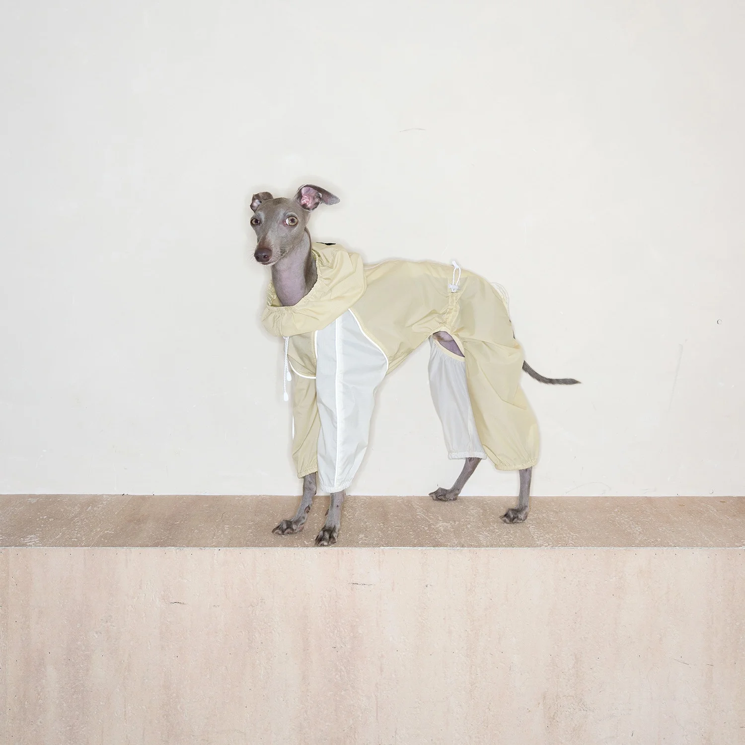 Chaqueta impermeable ultraligera UPF50+ para perro galgo italiano - imagen 2