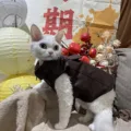 Coffee Jacket