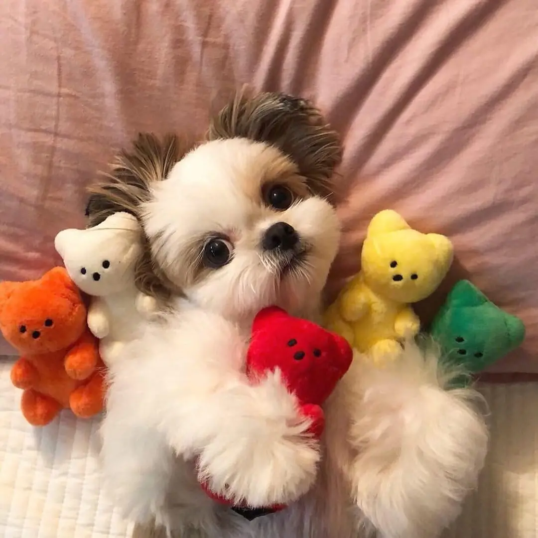 Perro pequeño juguetes chirriantes cachorro oso en forma lindo juguete chirriante para gatos perros suministros para mascotas Pomeranian Teddy Shih Tzu Pug juguetes para perros - imagen 3