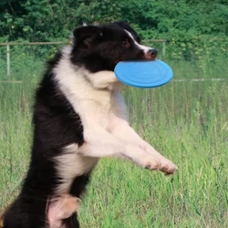 Juguete de cuerda para perros – lanzamiento y entrenamiento al aire libre