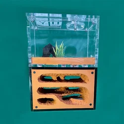 Granja de hormigas acrílica con sistema de hidratación – Observatorio para casa