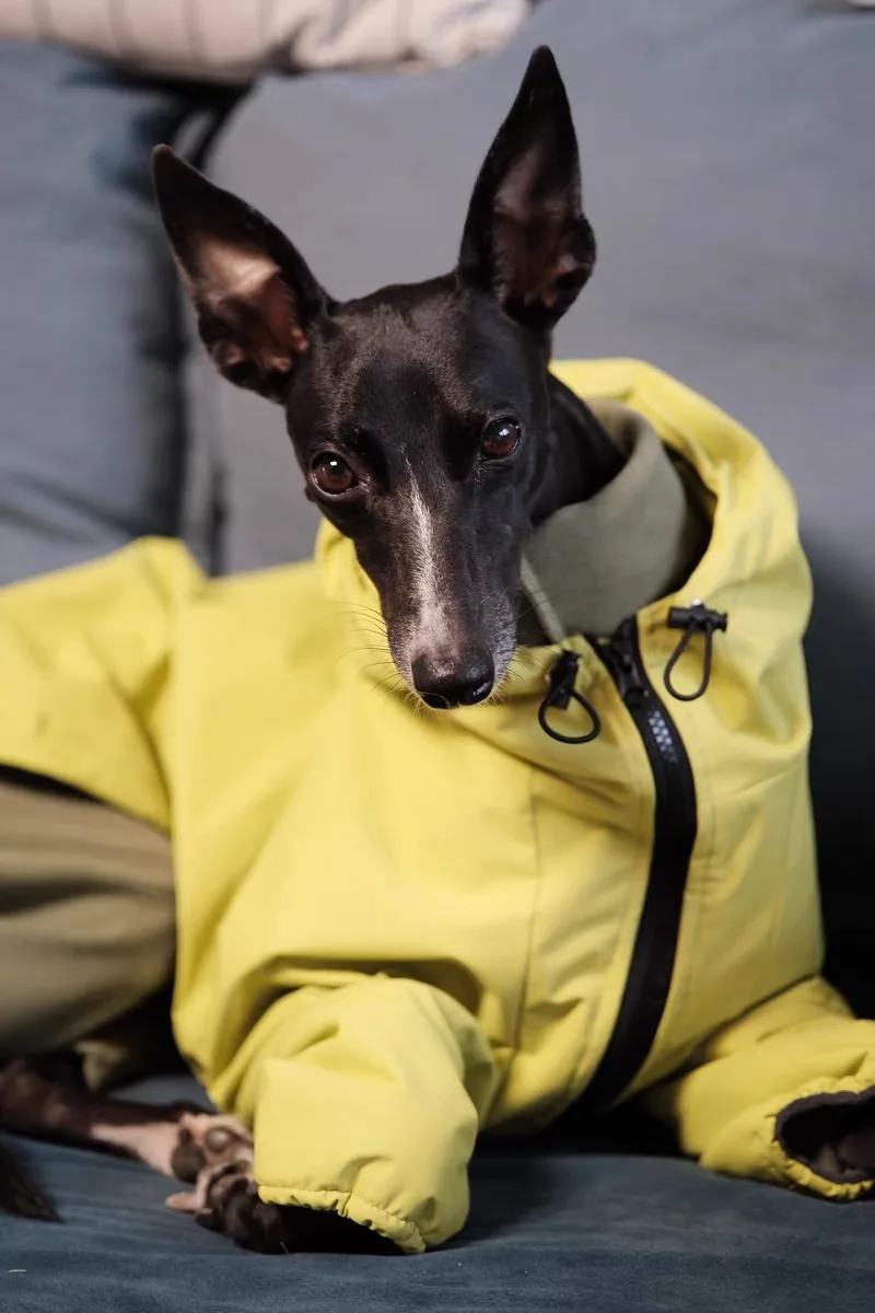 Chaqueta a prueba de viento de moda para galgo italiano, impermeable suave de lujo para perros grandes, ropa impermeable amarilla para perros para Bedlington - imagen 4
