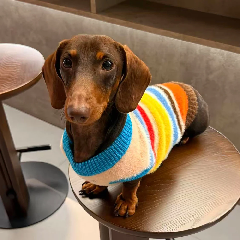 Suéter para perros Dachshund con rayas arcoíris - abrigo de invierno