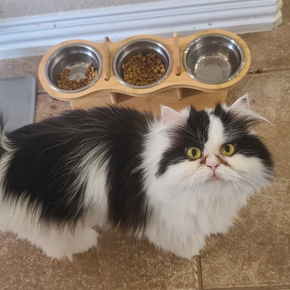 Cuencos elevados para gatos Cuencos elevados para comida para gatos 15 ° Cuencos inclinados para mascotas, para gatos, cachorros, perros pequeños, cuenco elevado para perros, soporte, cuencos para mascotas
