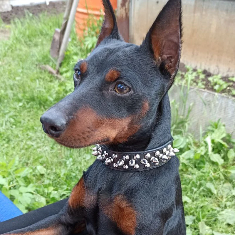 Remaches, collares de cuero PU para mascotas para perros de Lagre medianos, Collar de perro con tachuelas de Bull Terrier para caminar, accesorios para perros