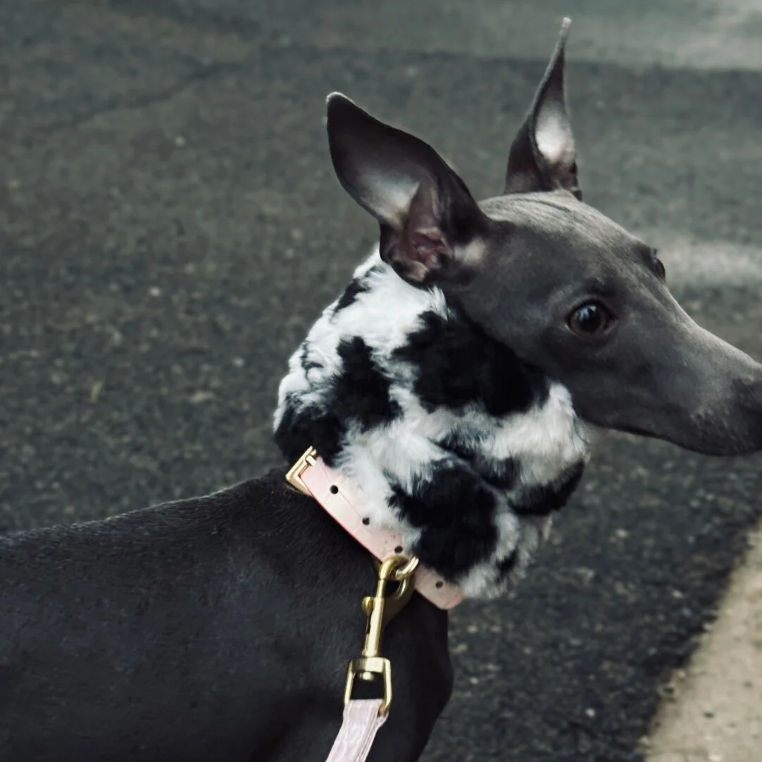 Orejeras anticongelantes cálidas para exteriores para perros en otoño invierno bufanda de lana suave y agradable para la piel en blanco y negro para galgo italiano - imagen 2
