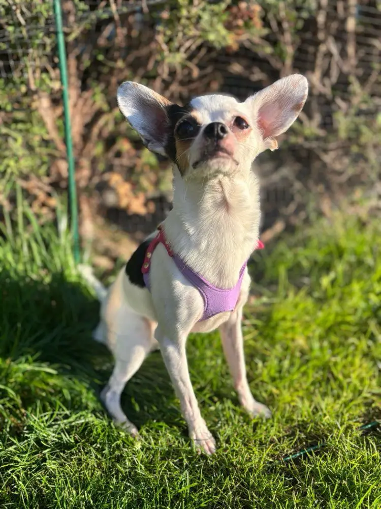 Arnés para perros de compañía, arnés de cuero suave para perros + correa, bonito arnés con patrón de vidrio, correa fuerte para perros pequeños y medianos S M L - imagen 2