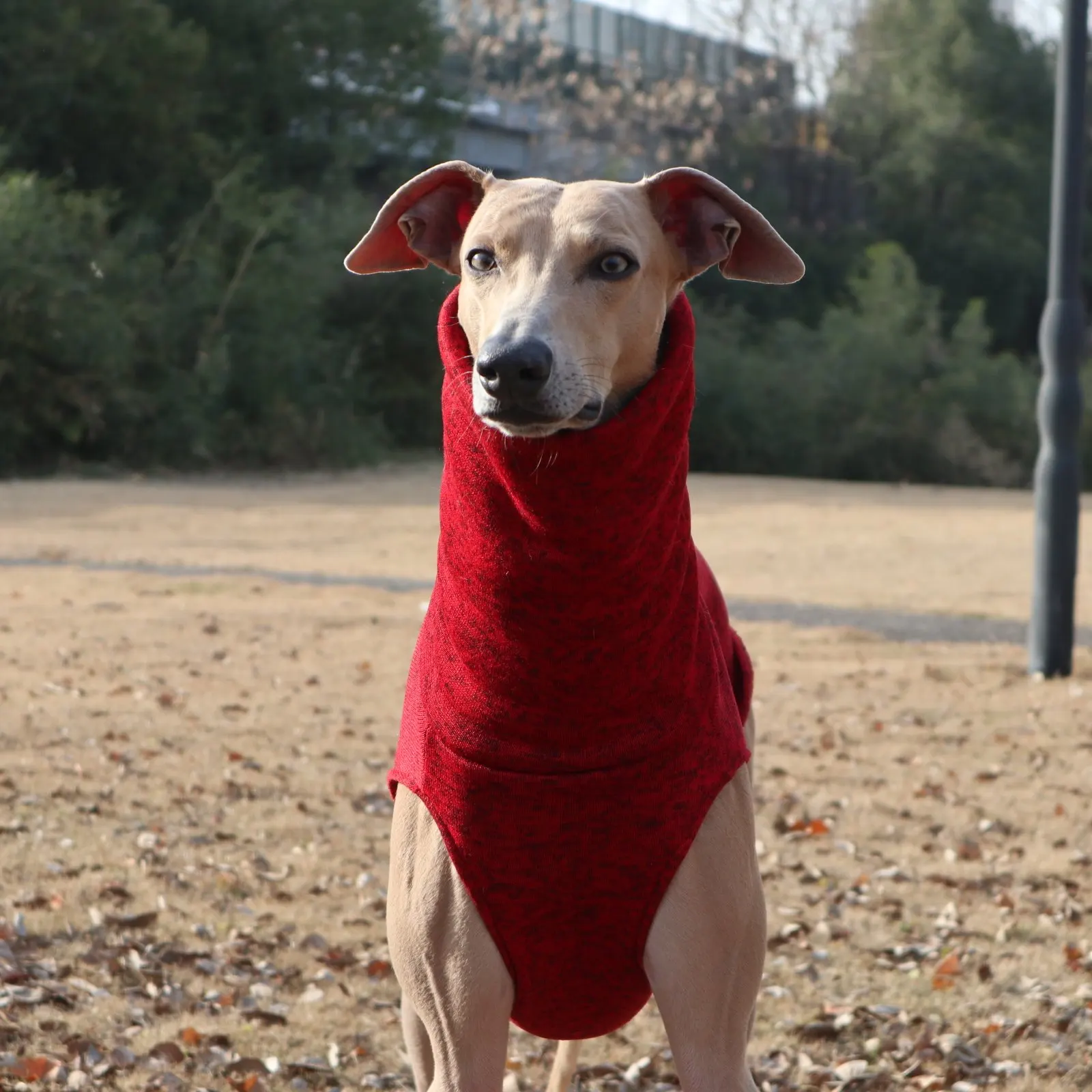 Chaleco polar rojo sin mangas para perros Whippet y Galgo Español - imagen 3