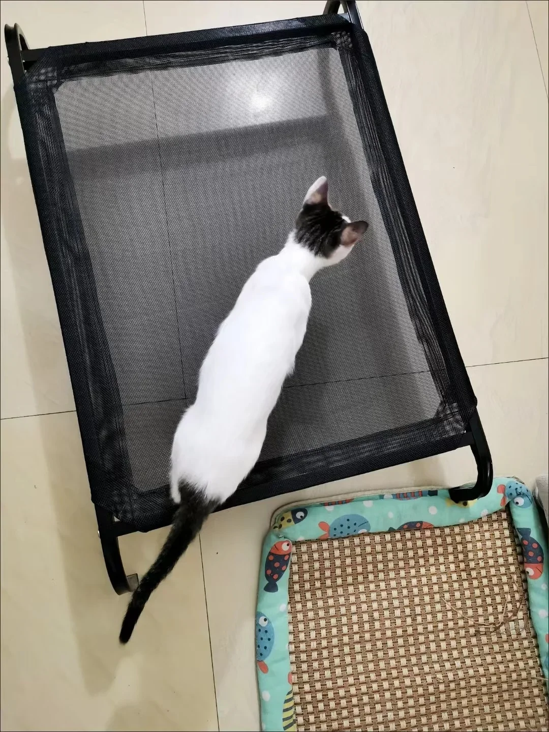 Cama elevada para mascotas, cama elevada plegable extraíble para perros, tela de malla transpirable, lavable, para exteriores, perrera para acampar, hamaca para perros - imagen 4