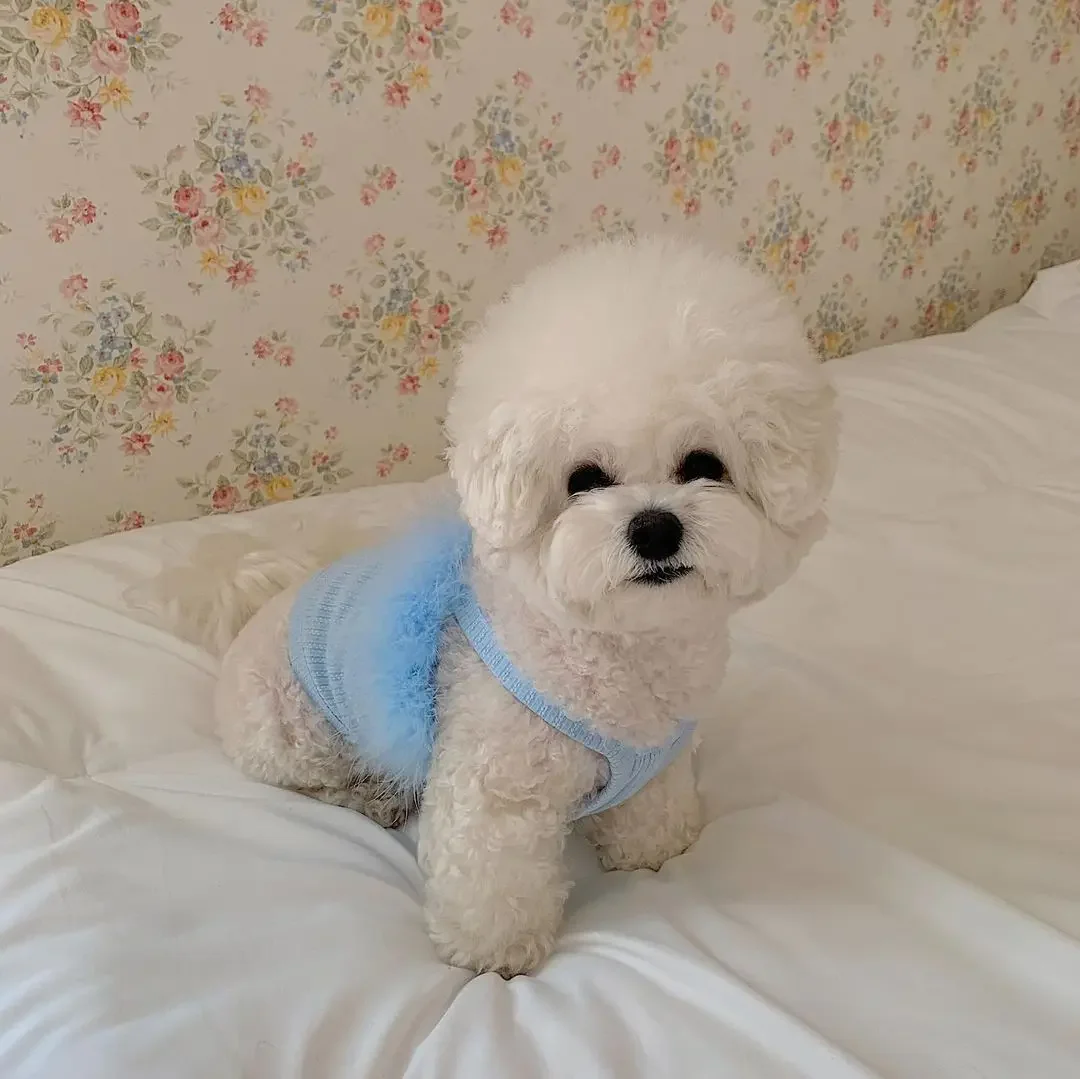 Camiseta sin mangas con tirantes de plumas para perros INS, ropa sólida de osos de Pomerania para mascotas, camiseta sin mangas con tirantes, ropa para cachorros - imagen 2