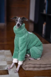 Abrigo navideño verde para perros: galgo italiano y Whippet cachorro