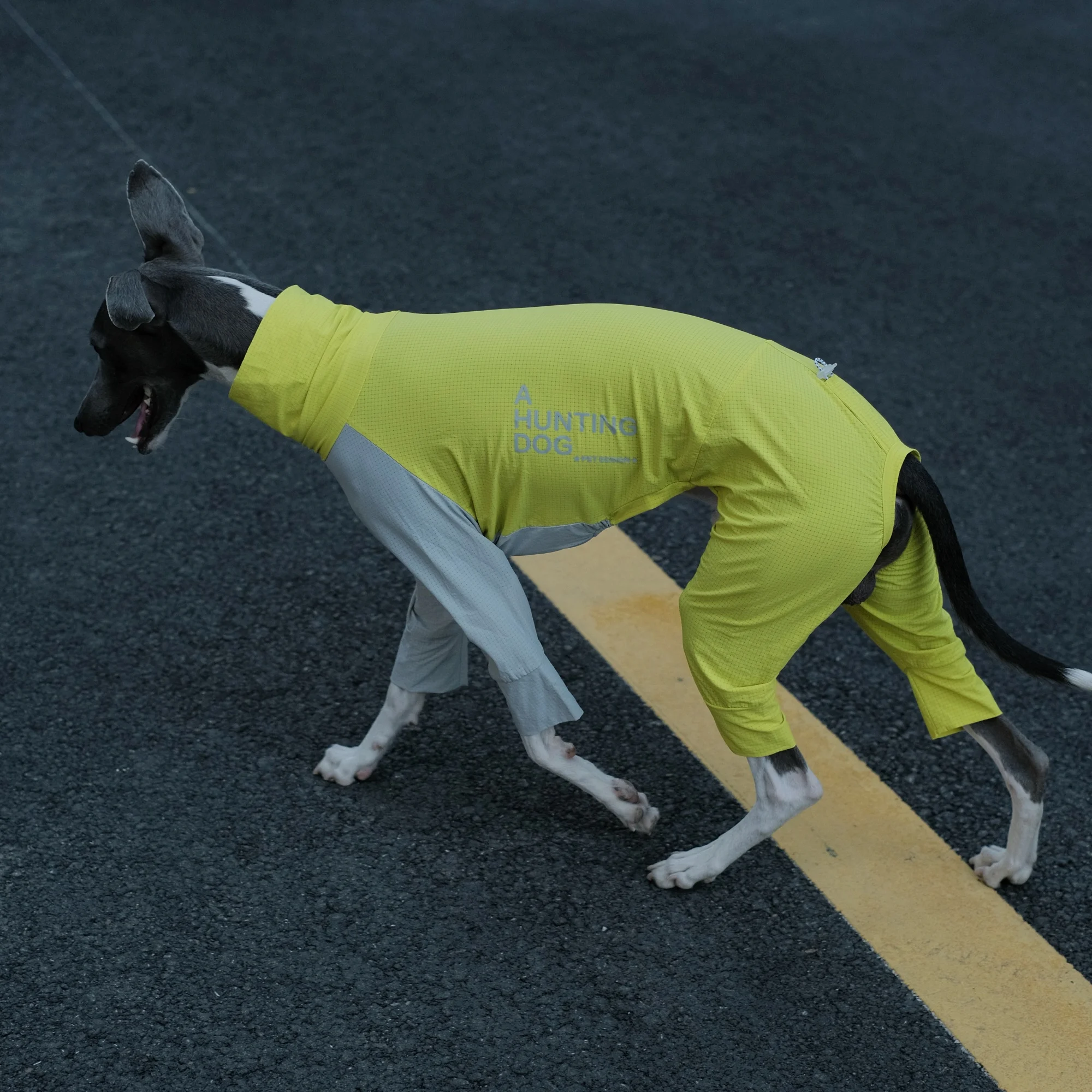Camiseta de verano 4 patas amarillo gris para whippet Ropa para perros medianos en primavera Resistencia a los insectos al aire libre Secado rápido Ligero Abrigo transpirable para galgo italiano - imagen 2