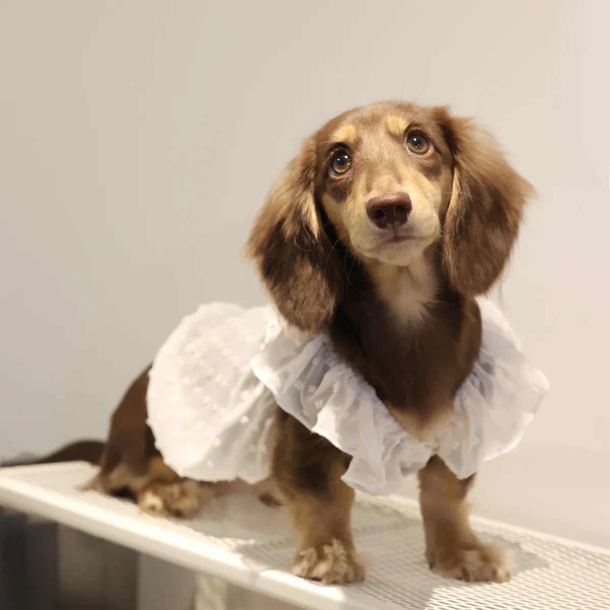 Vestidos para perros pequeños, gatos, ropa para cachorros, vestidos de princesa de verano para mascotas, falda de encaje para perros y niñas, ropa para perro salchicha