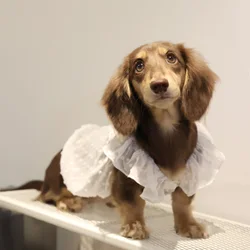 Vestido verano para perros pequeños y gatos – estilo princesa