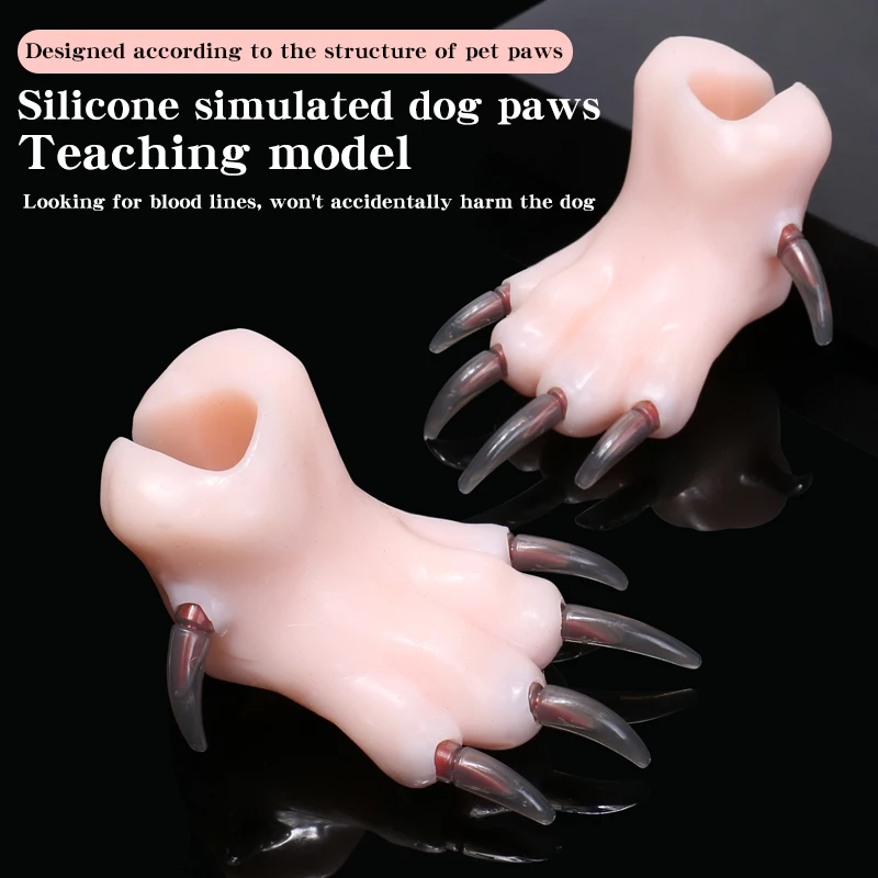 Modelo de enseñanza de pata de perro de simulación de silicona, enseñanza escolar de belleza para mascotas, esteticistas de mascotas junior que practican cortar uñas de perro - imagen 2