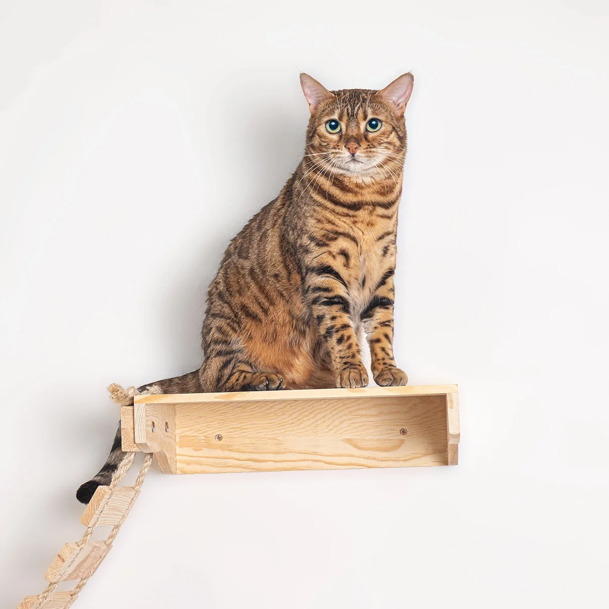 Árbol para gatos con escalones, estante pared y centro actividades - imagen 5