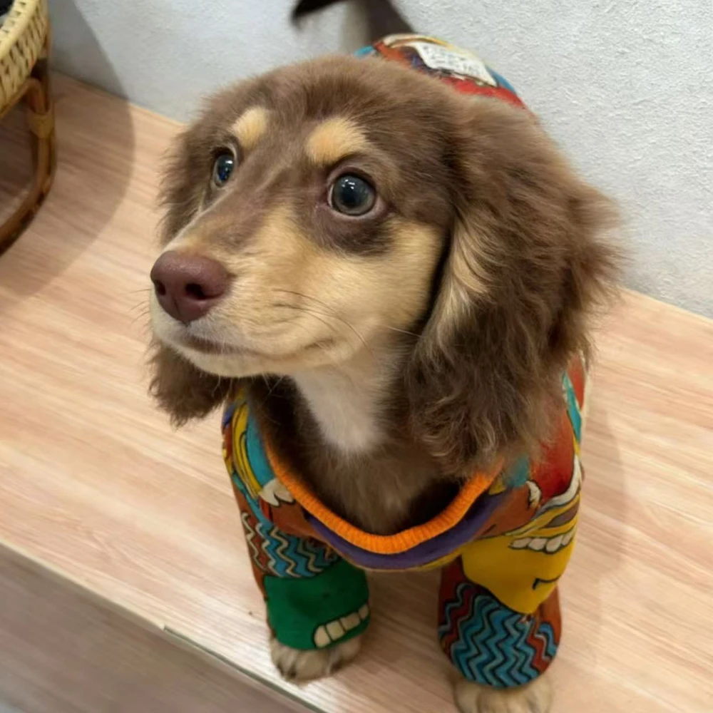 Ropa para Dachshund y perros pequeños - Camisetas estampadas - imagen 3