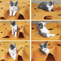 Túnel interactivo para gatos – Alfombra de entrenamiento y agility