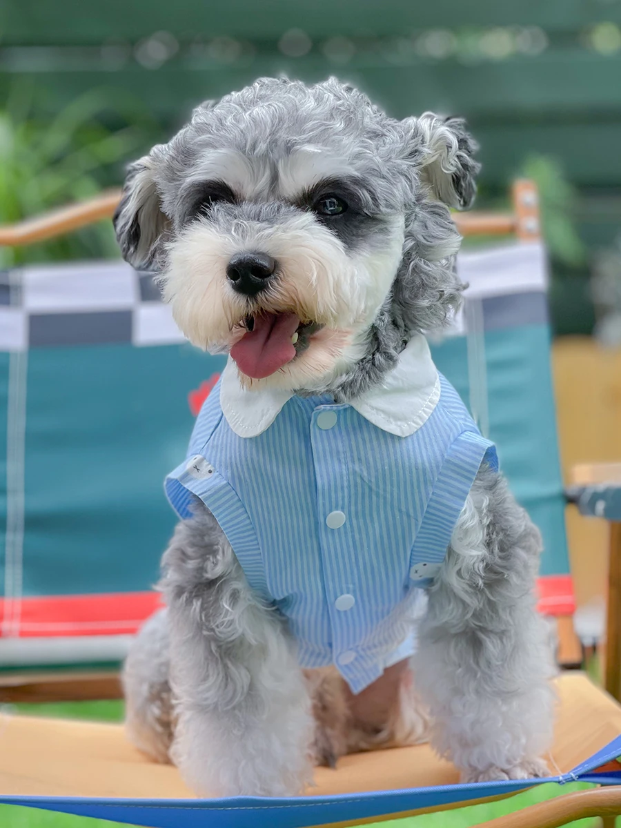Camiseta azul de verano con sombrero para Schnauzer, ropa transpirable a la moda para perros pequeños, medianos y grandes, Pomerami Bichon - imagen 3