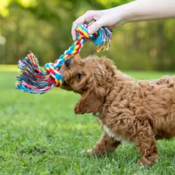 Juguetes interactivos de cuerda con nudos para cachorros