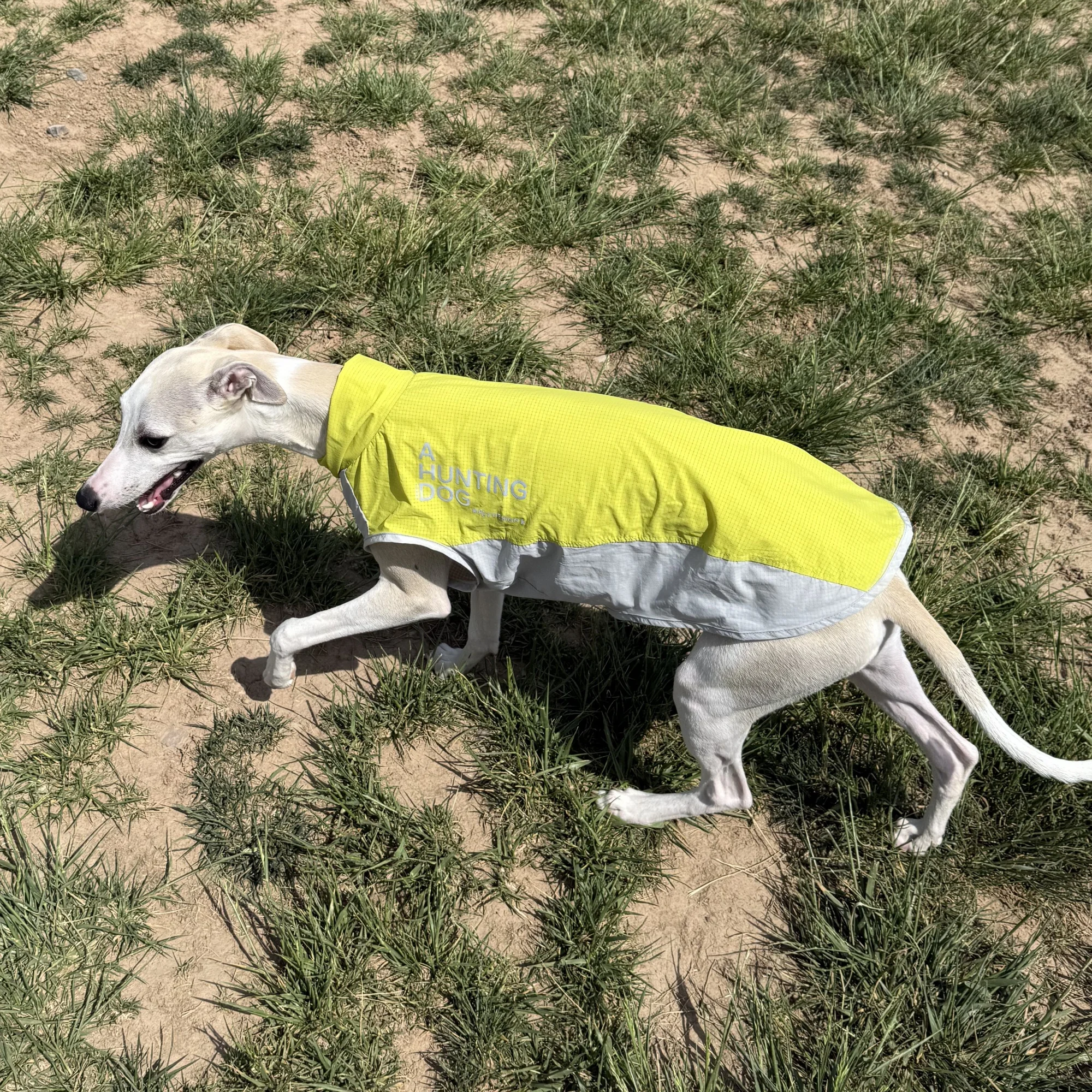 Chaleco de tela fría con protector solar de secado rápido amarillo de verano para galgo italiano Camiseta linda delgada transpirable para Bedlington Whippet - imagen 5