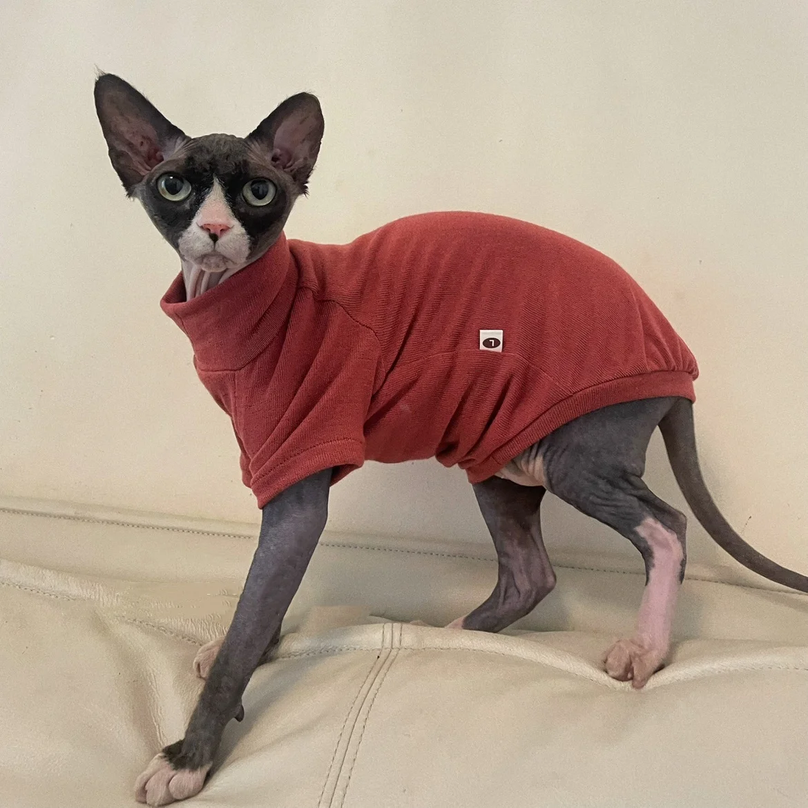 Camiseta interior de algodón suave para gato Sphynx en otoño, sudadera de manga larga para gato sin pelo, pijama elástico rojo vino para gatitos - imagen 4