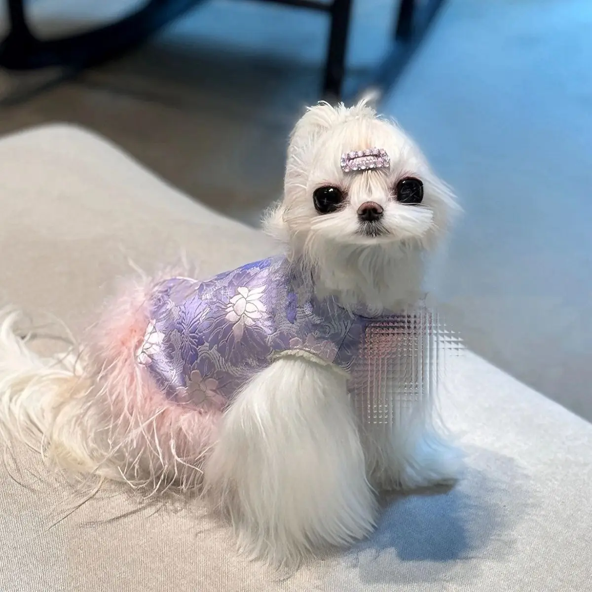 Traje de Año Nuevo para mascotas, vestido de princesa estampado estilo Hinese (bichon Frise, Pomerania, Teddy), ropa festiva para perros para vacaciones