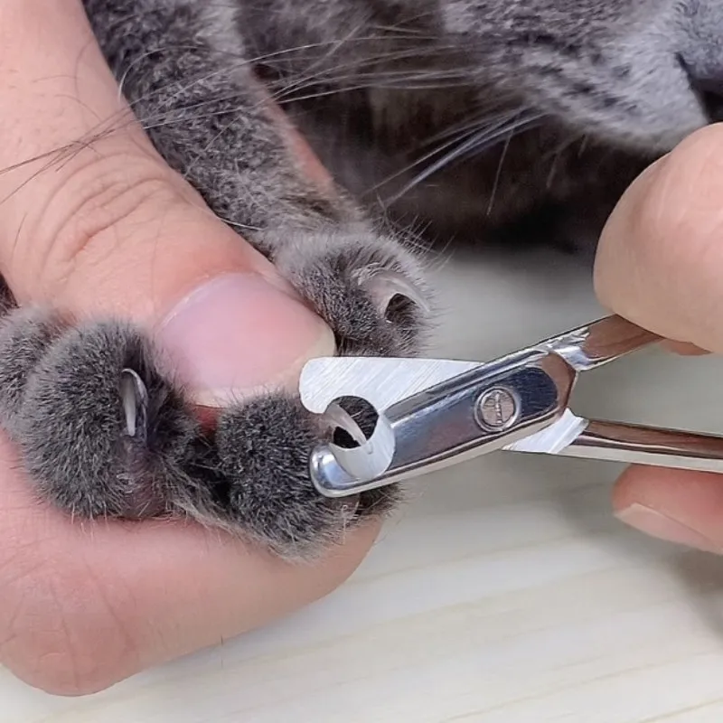 Cortauñas para perros, cortauñas de acero inoxidable para gatos, Mini tijeras para uñas, limpieza de patas de perros, cortauñas de Metal para perros, suministros para mascotas - imagen 4