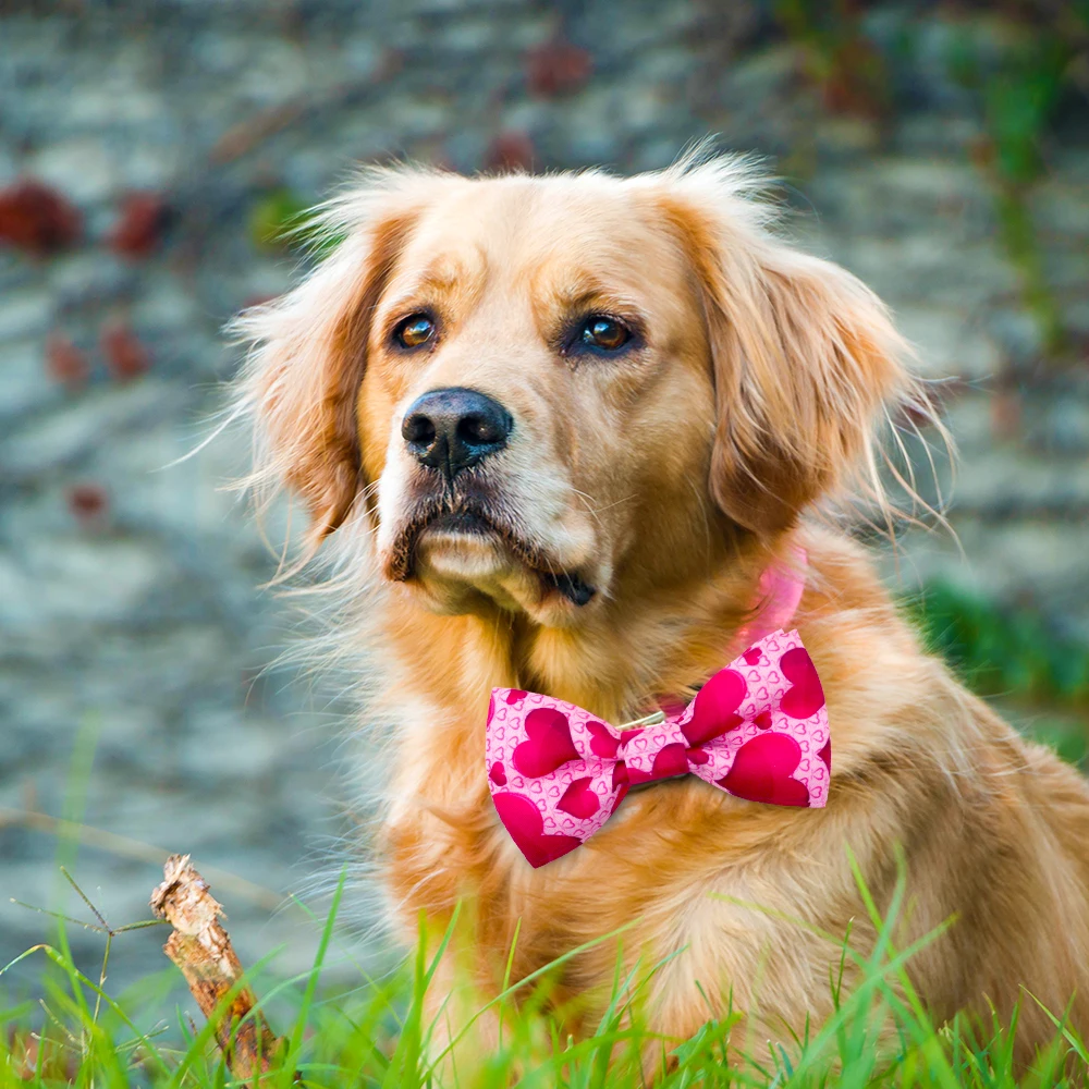 Lazo de UDS extraíble para perro, accesorios para el cuidado de mascotas, 50 perro y amor, para el Día de San Valentín - imagen 3