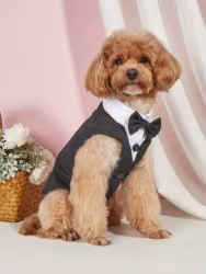 Conjunto con lazo para perro pequeño - Ideal para bodas