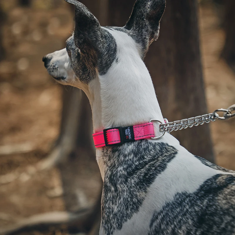 Collar especial antirotura para galgo Whipbit, cómodo, terrier sin aire, arneses Bedlington, accesorios para perros, suministros para mascotas - imagen 2