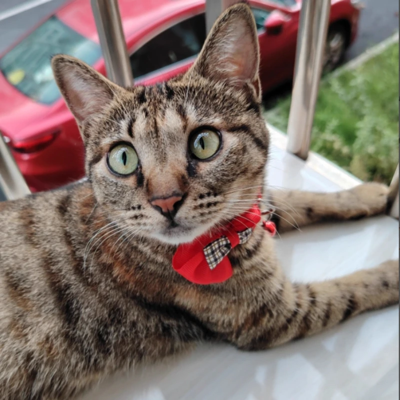 Pajarita de celosía ajustable para perros y gatos, hermoso Collar con campana, regalo de Navidad y Año Nuevo para cachorros, accesorios para mascotas, 1 Uds. - imagen 5