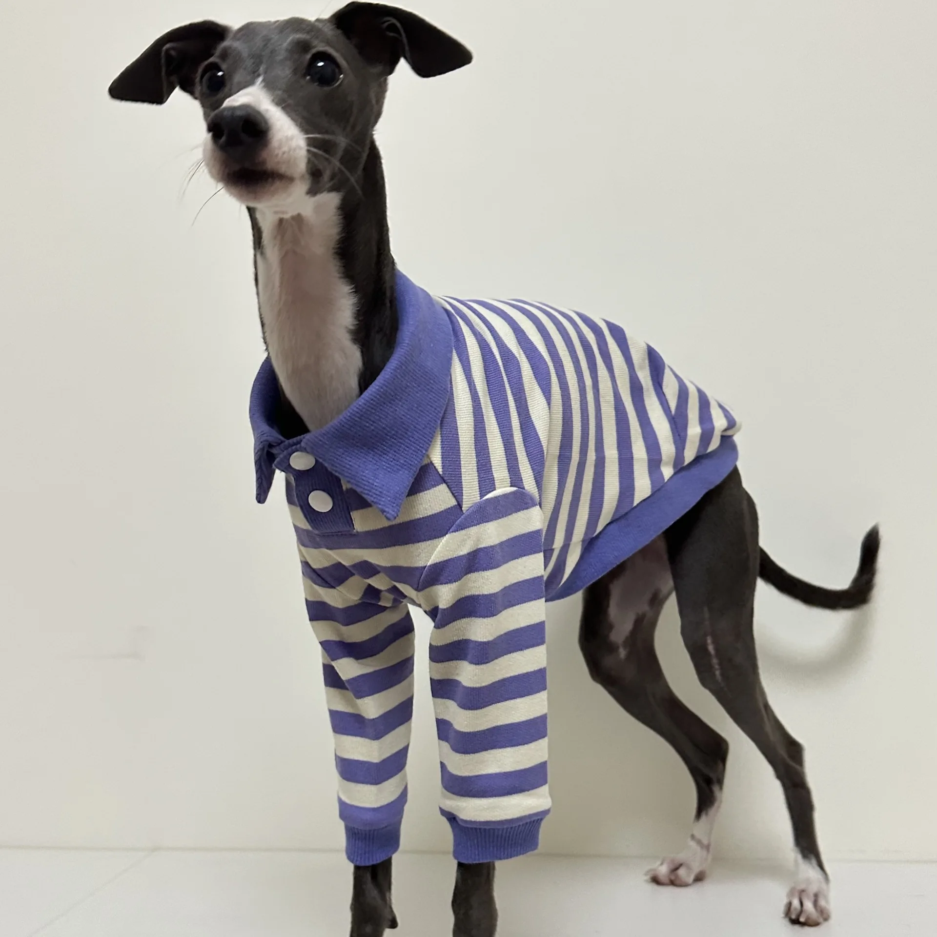 Polo de algodón puro a rayas para cachorro, ropa elástica y cómoda para perro Galgo Italiano, Otoño e Invierno - imagen 5