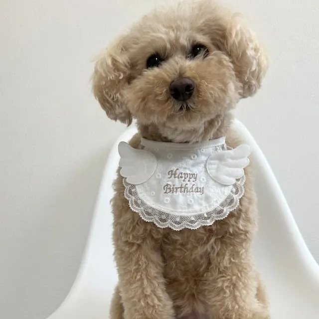 Babero bonito para fiesta de cumpleaños de perro con alas, toalla para Saliva de Gato, babero, decoración para mascotas, bufanda triangular para perros, suministros para mascotas, accesorios para gatos - imagen 3