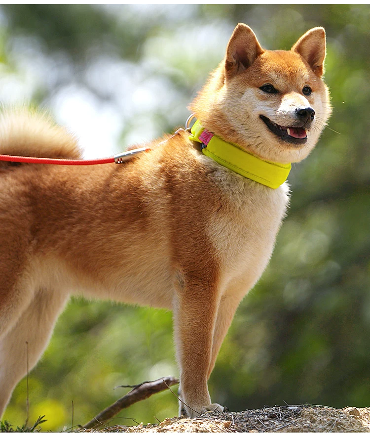 Un perro con un collar amarillo parado en la roca