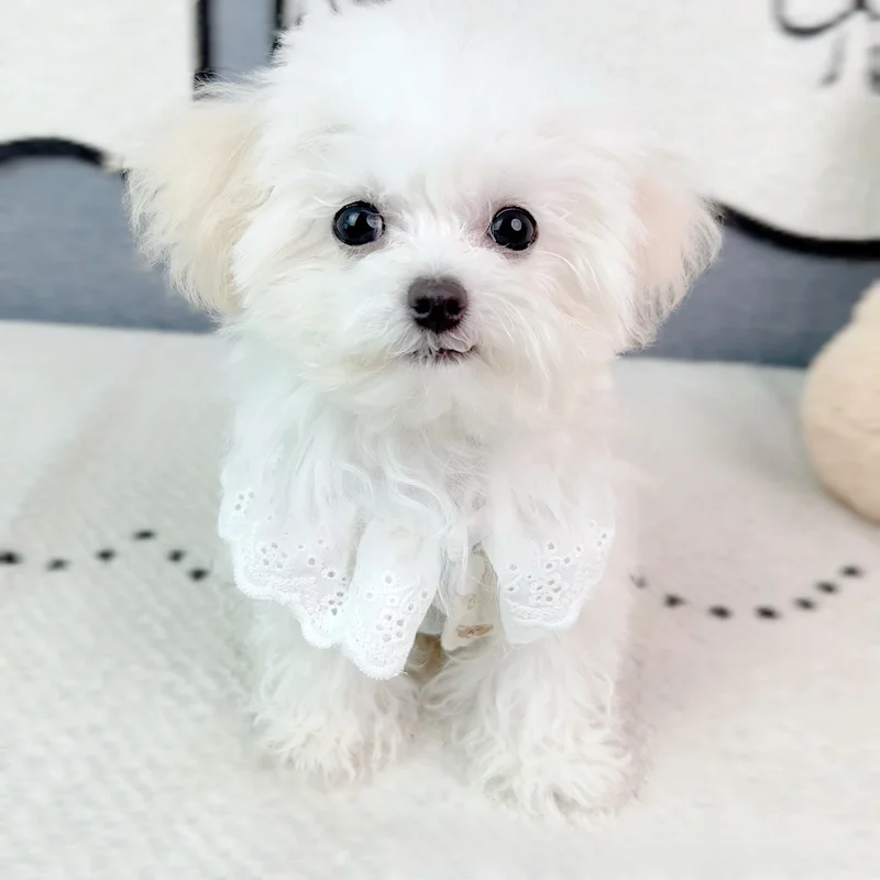 Falda Floral de encaje para mascotas, camiseta sin mangas fina de verano, abrigo con cuello de encaje a rayas, chaleco para perros y gatos, ropa transpirable para perros pequeños - imagen 4