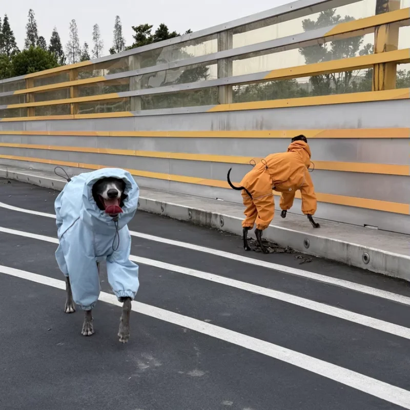 Chubasquero impermeable para perros galgo italiano y Whippet - imagen 4