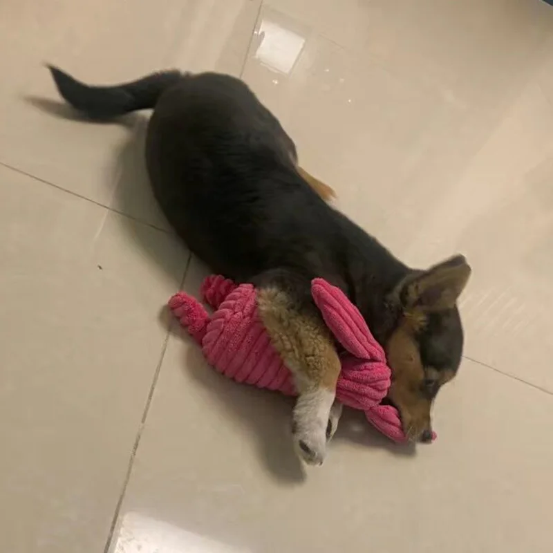 Calidad XLeiPet - Estándares premium