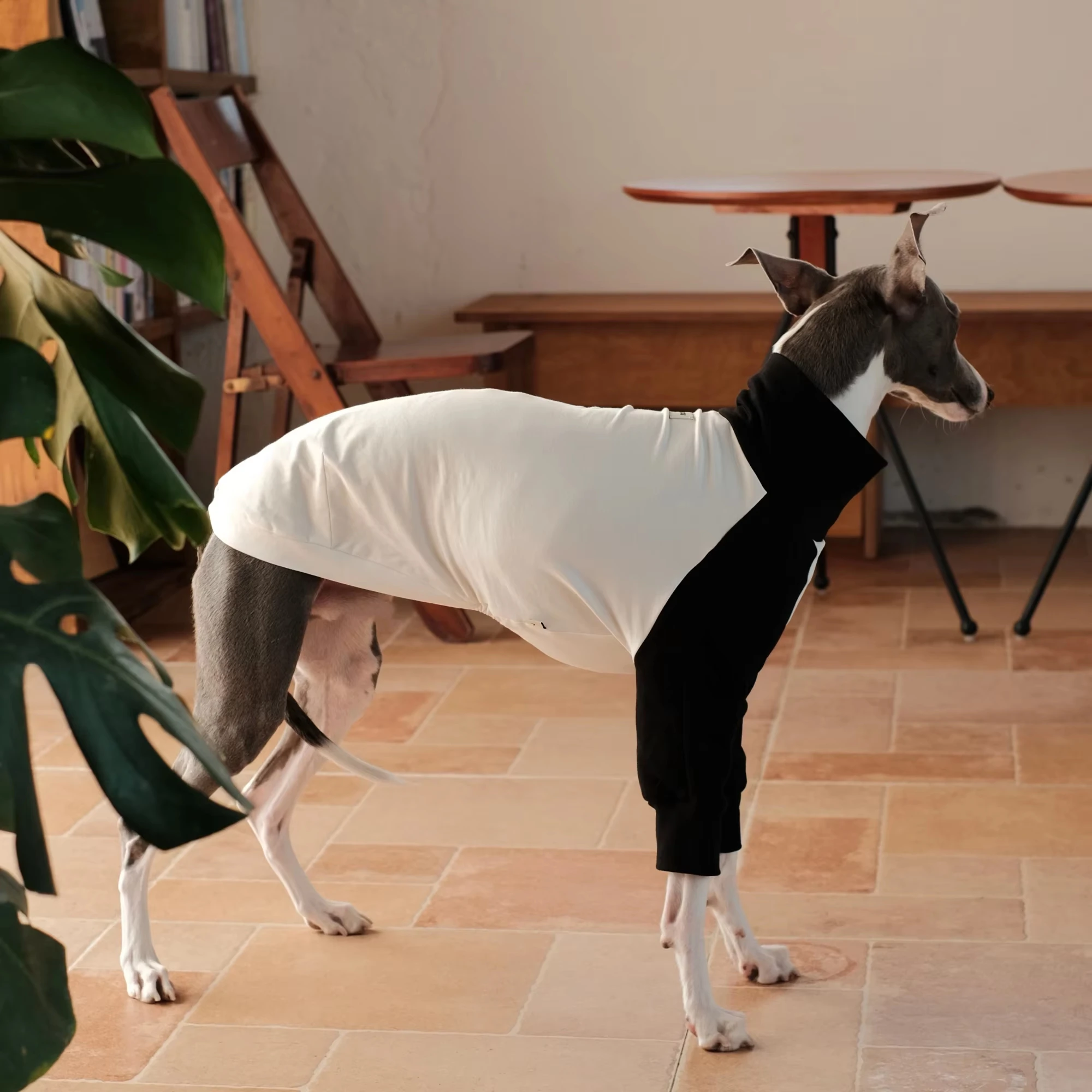 Camiseta algodón manga larga negra y blanca para galgo italiano verano - imagen 2