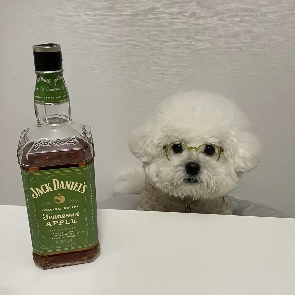 Nuevas gafas de sol Instagram para perros y gatos, gafas bonitas para perros, accesorios de decoración para mascotas de Halloween, accesorios para mascotas - imagen 5