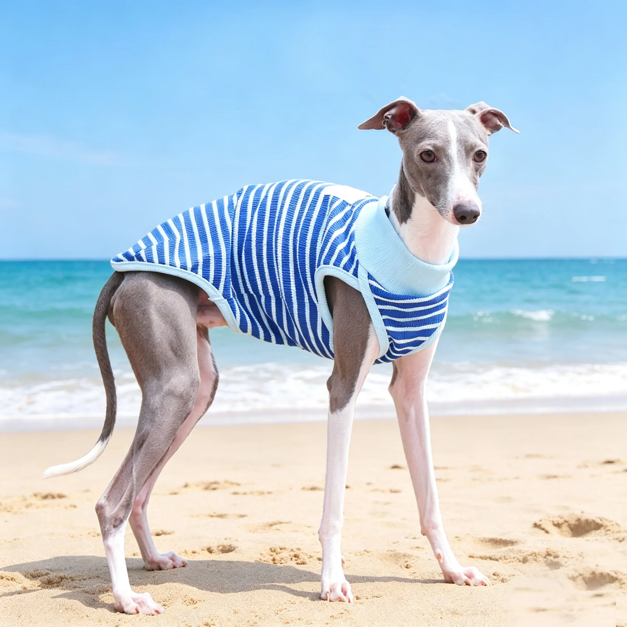 Camiseta UV transpirable para perros: Galgo Italiano y Whippet verano - imagen 3