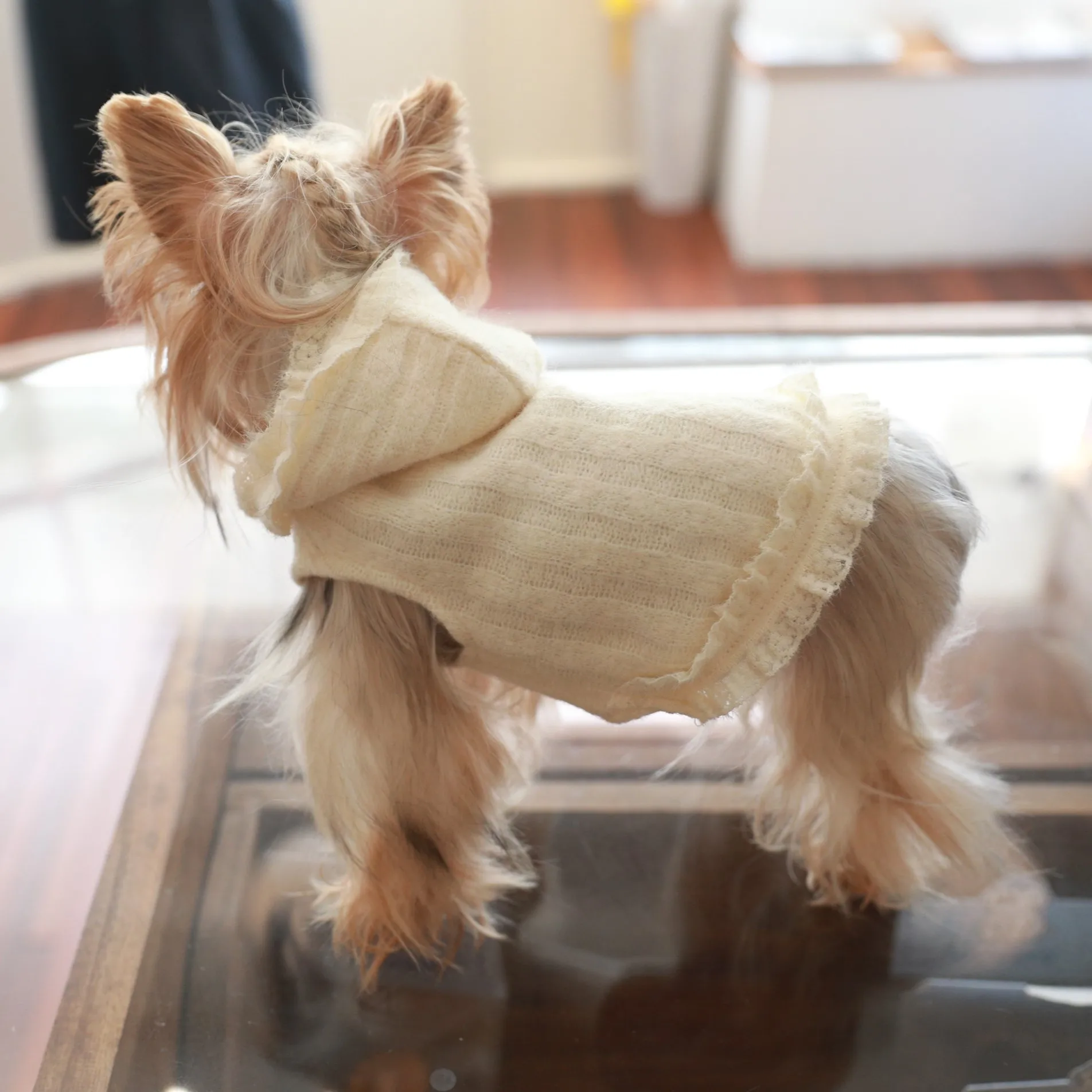 Sudadera con capucha para gatos y perros pequeños de otoño/invierno