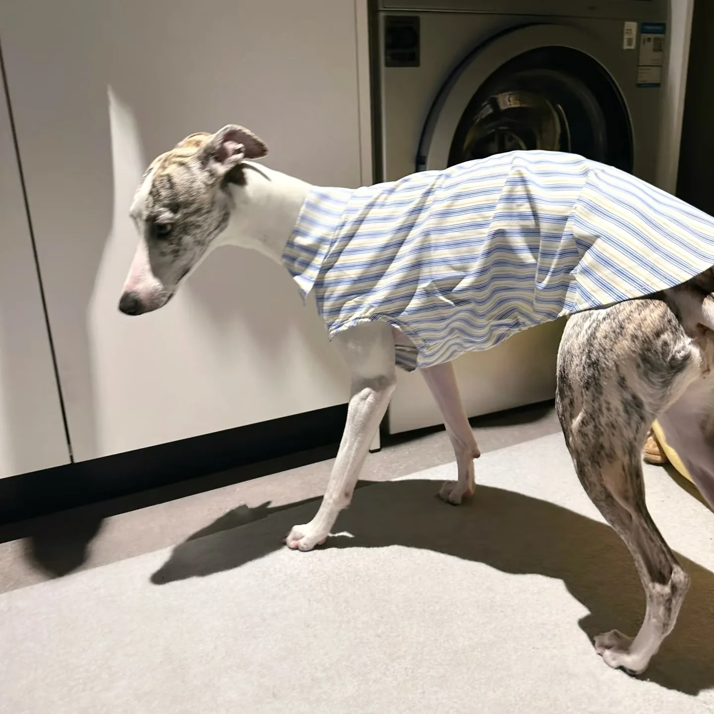 Galgo italiano Camisa sin mangas de algodón a rayas azules Tejido fresco y cómodo Verano Ropa de perro Whippet ultrafino - imagen 5